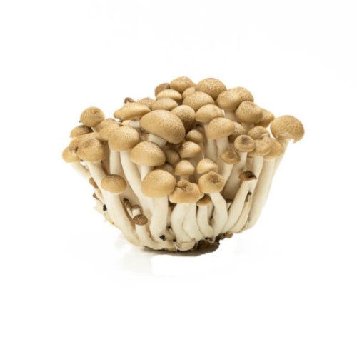 Jual Jamur Shimeji Coklat 150gr Shopee Indonesia