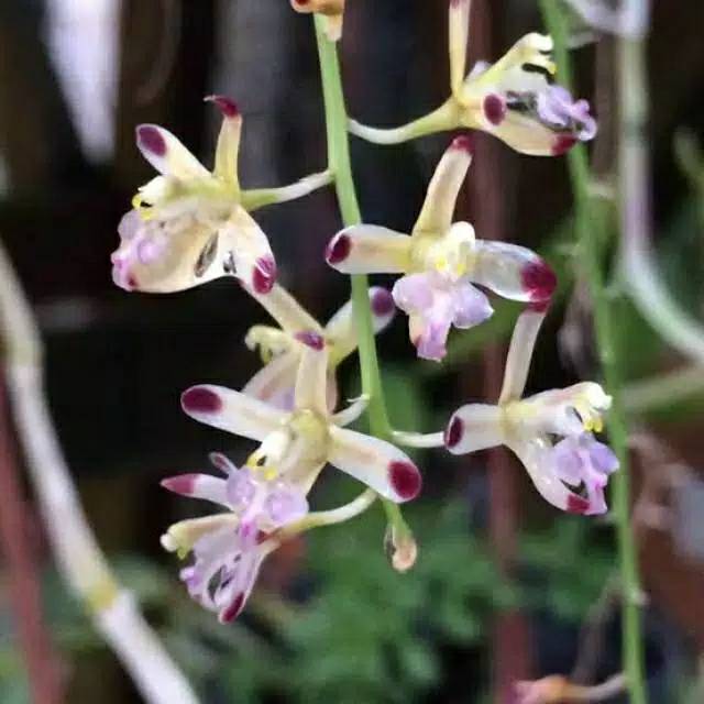 Anggrek bawang / anggrek spesies acriopsis javanica liliifolia Shopee