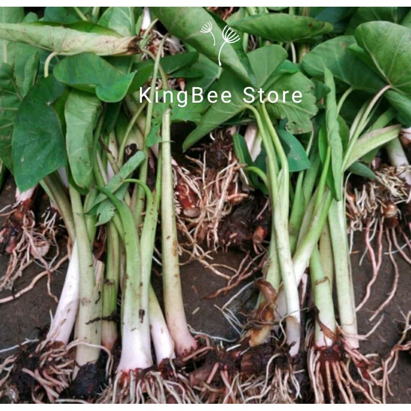 Jual bibit talas bogor atau talas bentul murah Shopee Indonesia