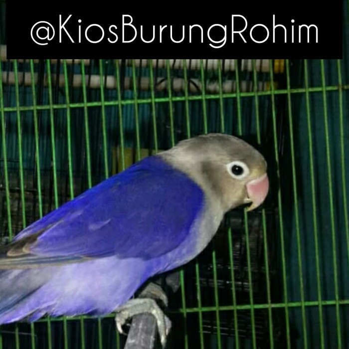 Harga Burung Lovebird Violet Terbaru November 2021 | Biggo Indonesia 700_X_700_jpg