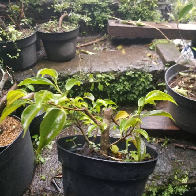 Jual Bahan Bonsai Beringin Filipina Impor Random Indonesia|Shopee Indonesia