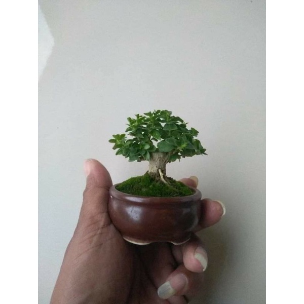 bibit bonsai sancang mame Shopee Indonesia