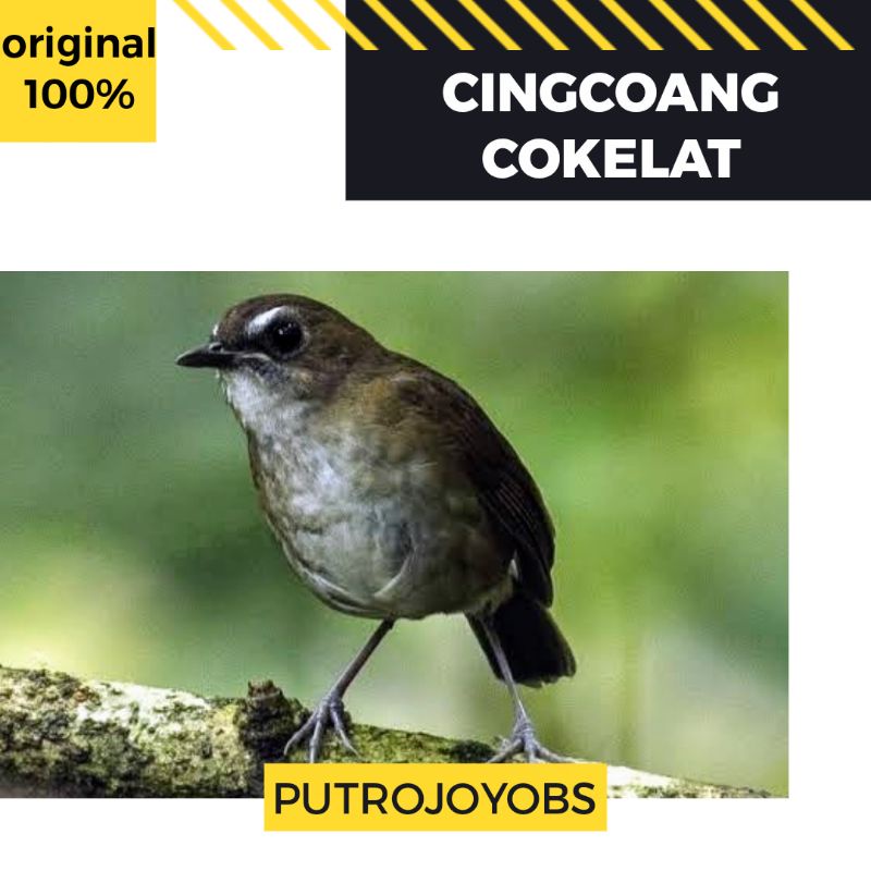 Jual Jongkangan Cingcoang Coklat Bahan Pilihan Jantan Bukan Tledekan Srdc Sikatan Londo | Shopee Indonesia
