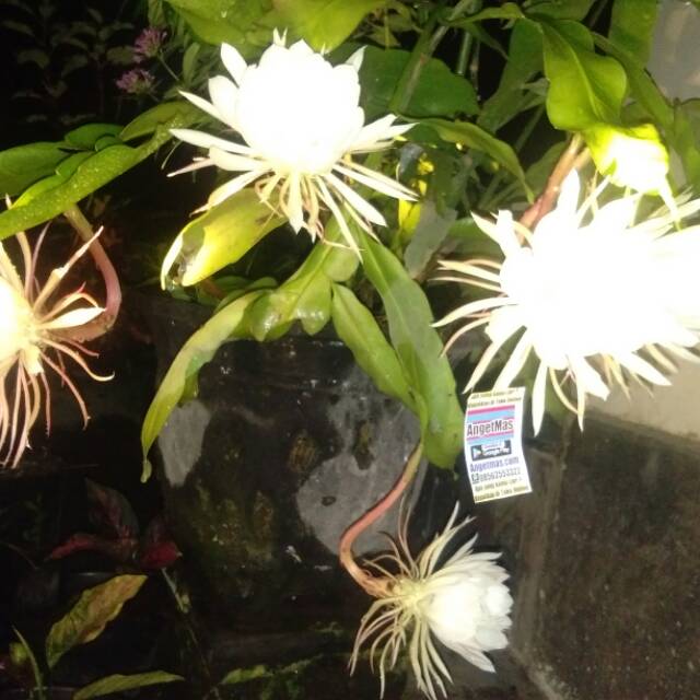 Rangkuman 49+ Gambar Tanaman Bunga Wijaya Kusuma Populer Informasi