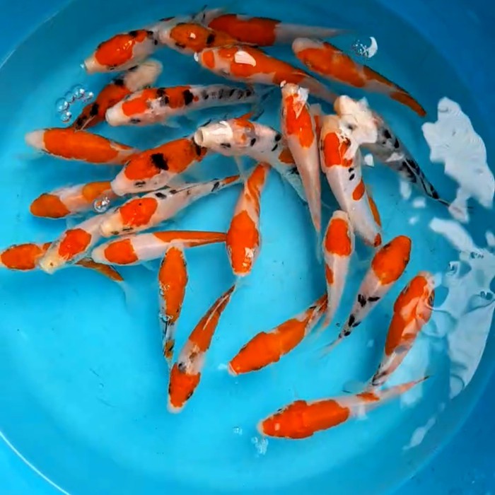 Ikan Koi Blitar Bibit 1012cm Shopee Indonesia