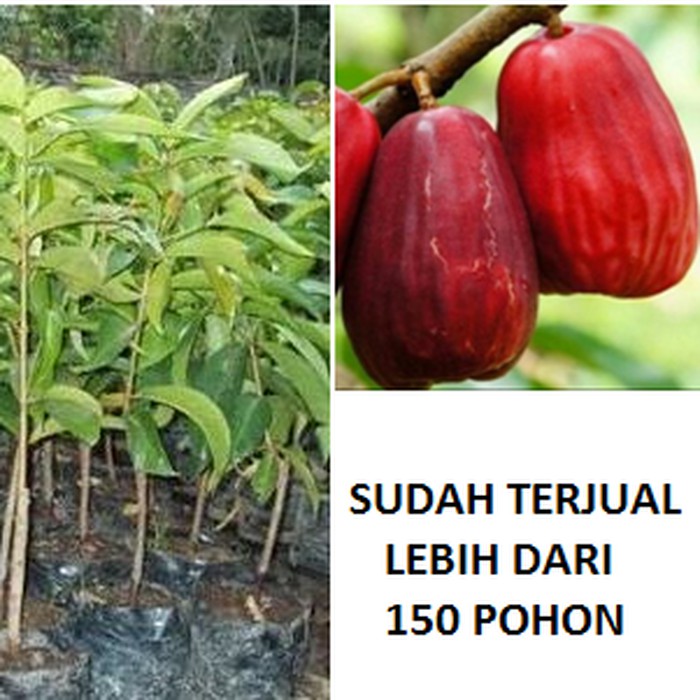 Jual Bibit Jambu Jamaika Jambu Bol Pohon Okulasi Pohon Jambu Jamaica