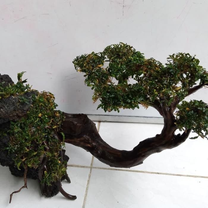 Jual Bonsai / Bonsai Waru Doyong Indonesia|Shopee Indonesia