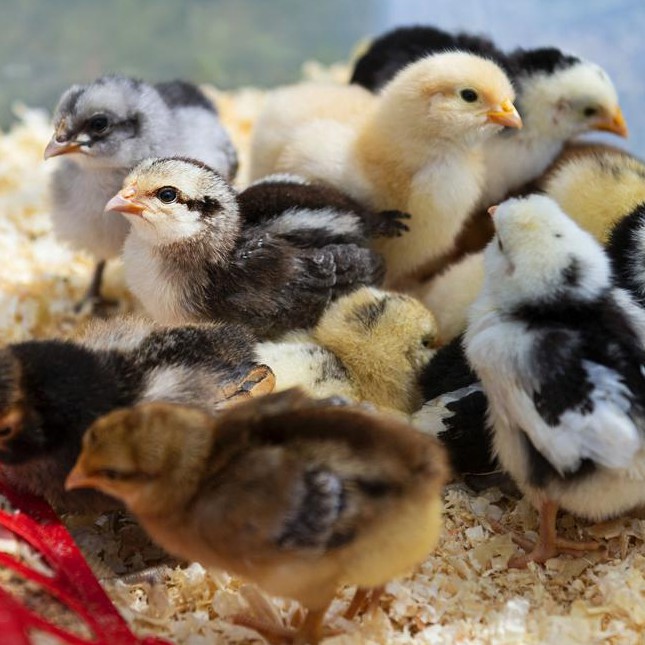 Anak Ayam Kampung Asli (DOC Ayam Kampung / DOC AKA) | Shopee Indonesia