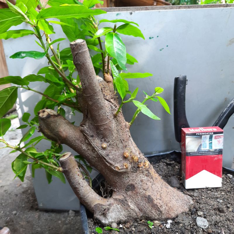 Jual Bahan Bonsai Beringin Loa / Lo ( Ficus Racemosa ) Babon Istimewa  Indonesia|Shopee Indonesia