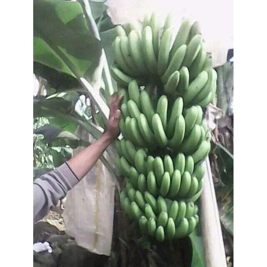 Bibit Pisang Cavendish Medan BIBIT TAMAN