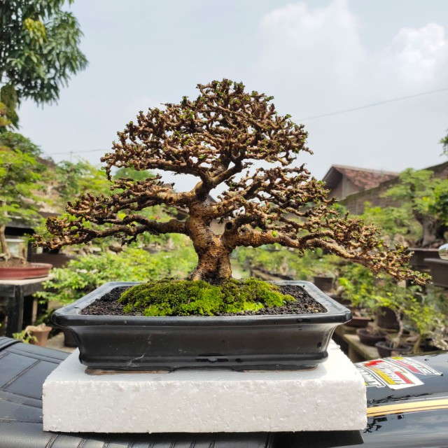 Jual Bonsai Tanaman Hias Pohon Hokianti Hokiantea Mikro Buah Formal Prospek  Juara Kontes Indonesia|Shopee Indonesia