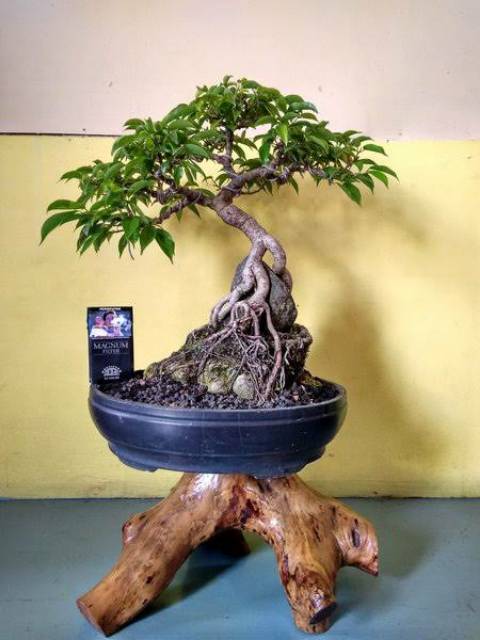 Jual Bibit Beringin Lokal(Ficus Benjamina)Bonsai Gaya On The Rock  Indonesia|Shopee Indonesia