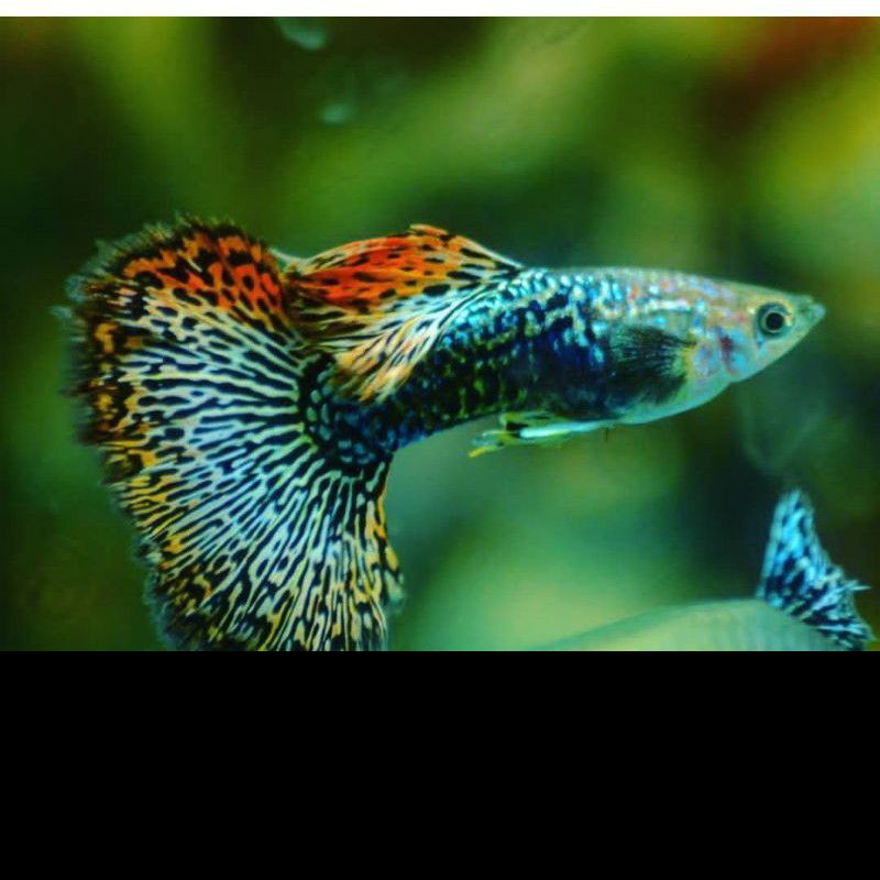 Jual Ikan Hias Guppy Red Dragon Sepasang/ Ikan Hias Aquascape Termurah Indonesia|Shopee Indonesia