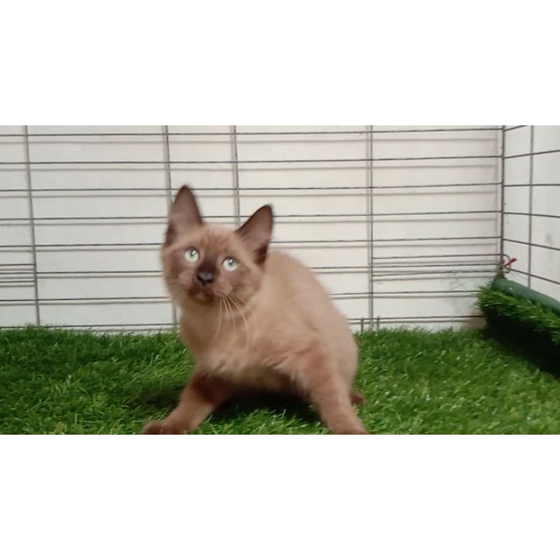 Jual Kucing Himalaya Coklat | Shopee Indonesia