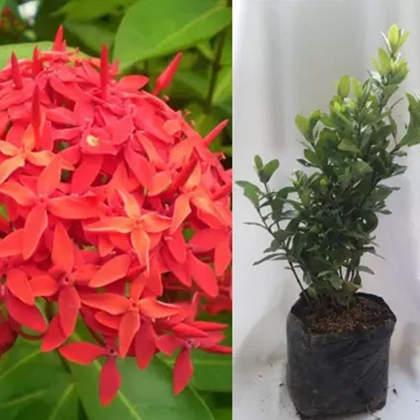 Tanaman Hias Bunga Soka Merah Shopee Indonesia