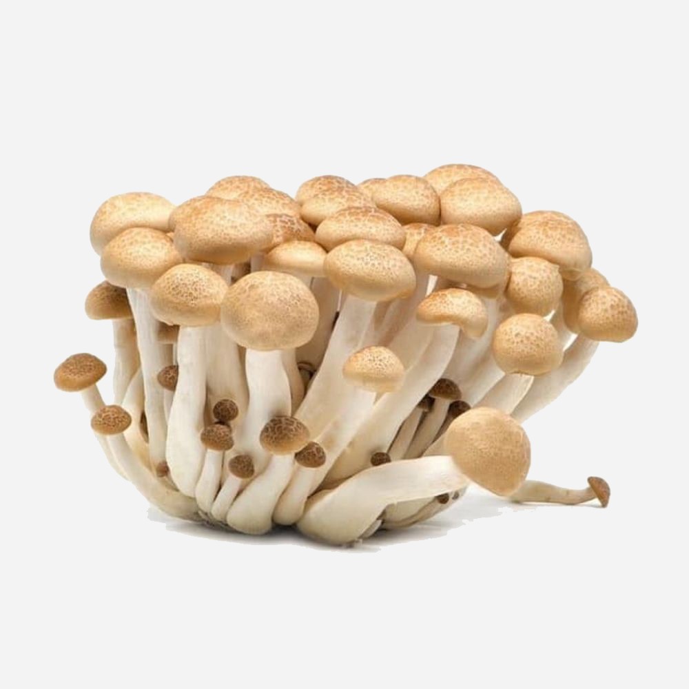 Jual Jamur Shimeji Cokelat Segar Shopee Indonesia