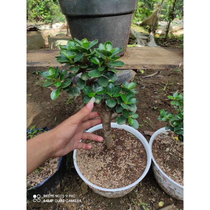 Jual Bahan Bonsai Dolar Micro Okulasi Kimeng Indonesia|Shopee Indonesia