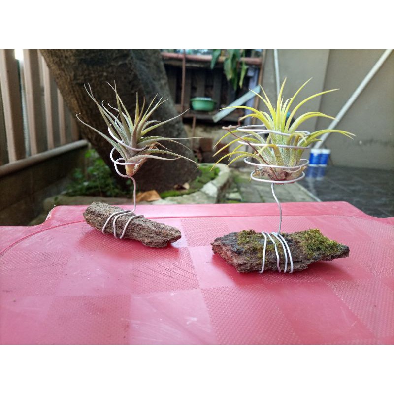 Jual Tillandsia holder dengan kulit pinus / tilly wire Shopee Indonesia