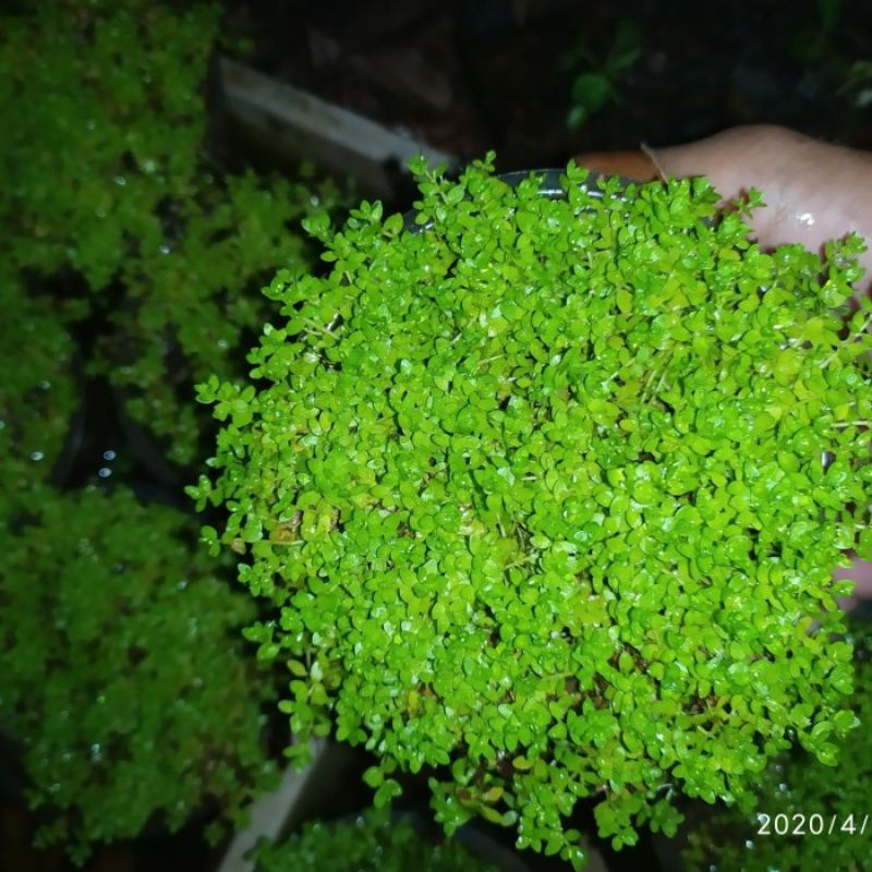 Jual baby tears tanaman carpet aquascape tanaman aquarium akuarium