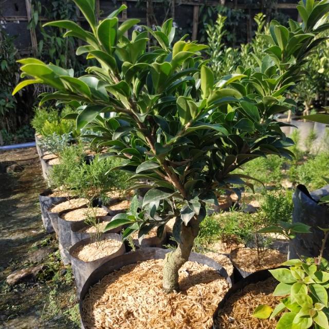 Jual Bahan Bonsai Beringin Elegan Indonesia|Shopee Indonesia