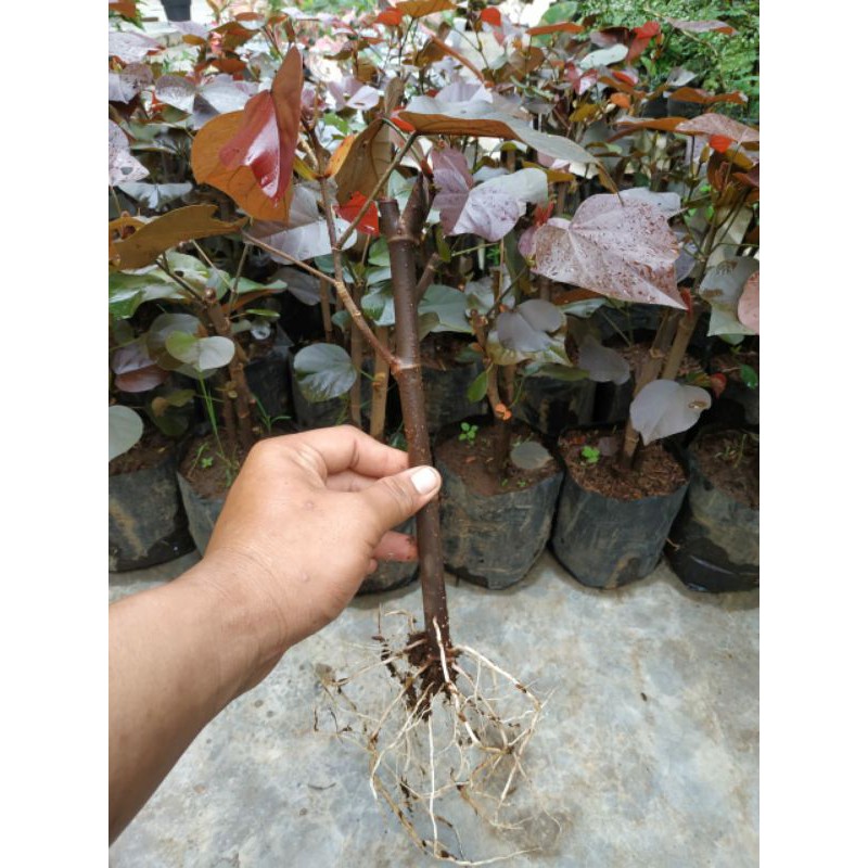 Jual Waru Merah Super Indonesia|Shopee Indonesia