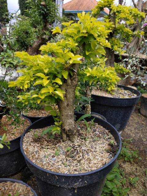 Jual Bonsai Duranta Indonesia|Shopee Indonesia