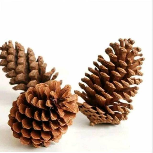 Pinus / buah pinus / Buah Rustic / Hias Rustic / Hiasan
