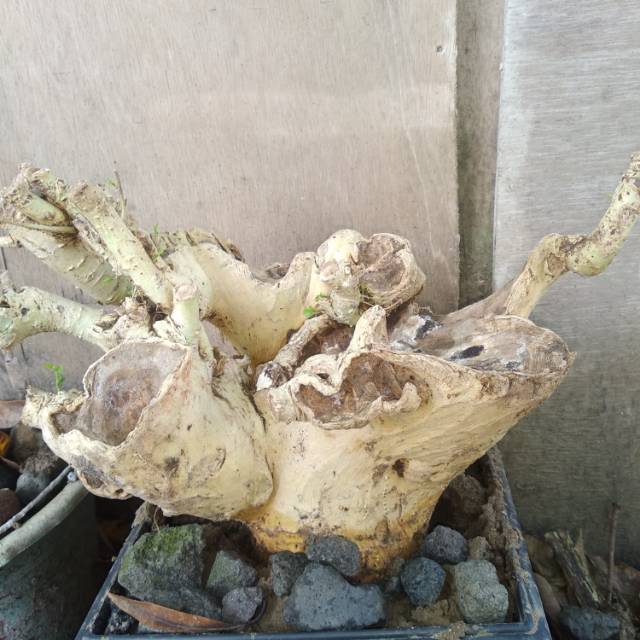 Jual Bahan Bonsai Serut Indonesia|Shopee Indonesia