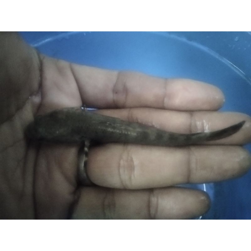 chana Blue Pulchra | Shopee Indonesia