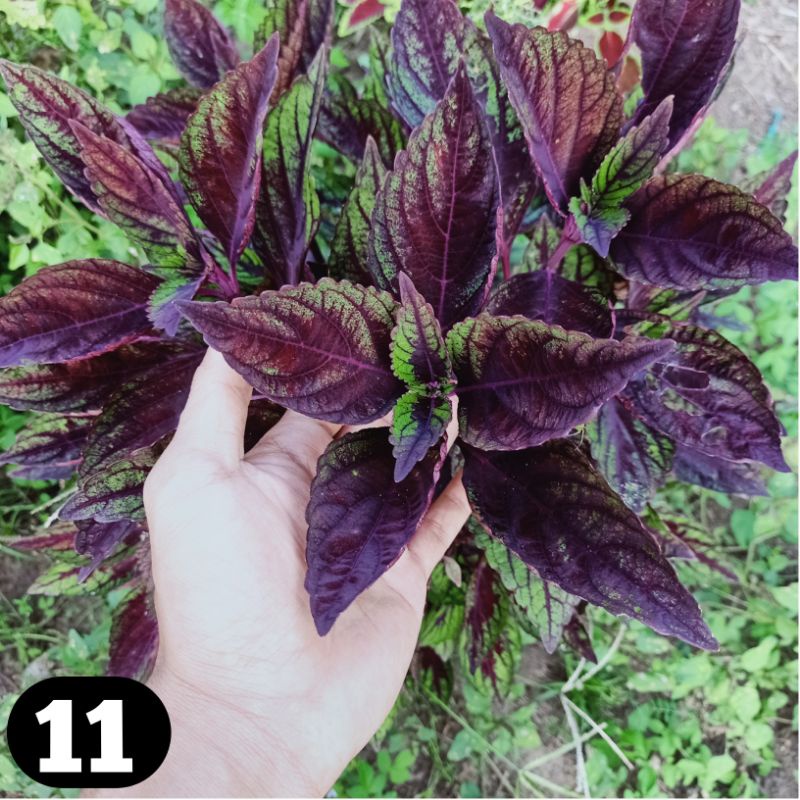 Harga Miana Tanaman Hias Stek Terbaru Oktober 2021 | BigGo Indonesia