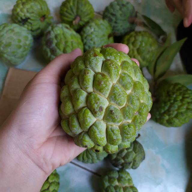 Buah Srikaya Jual Buah Sarikaya Jual Buah Srikaya Shopee Indonesia