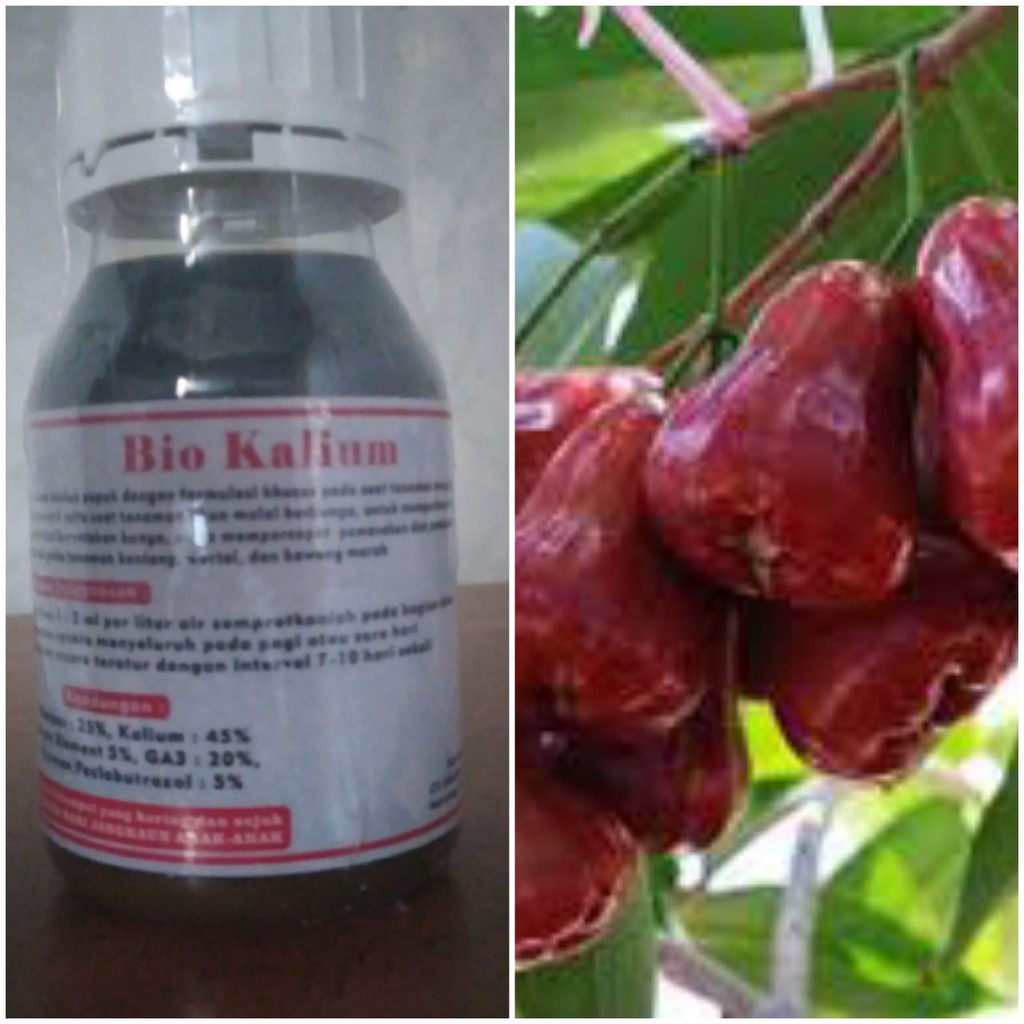 Pupuk Semi Organik Cair POC Pembesar Pelebat Buah dan Umbi Bio Kalium