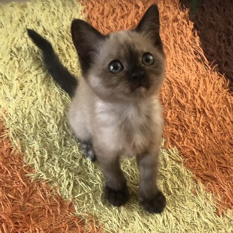 Jual Anak Kucing Kitten Persia Himalaya Shorthair Coklat Brown Cat | Shopee Indonesia