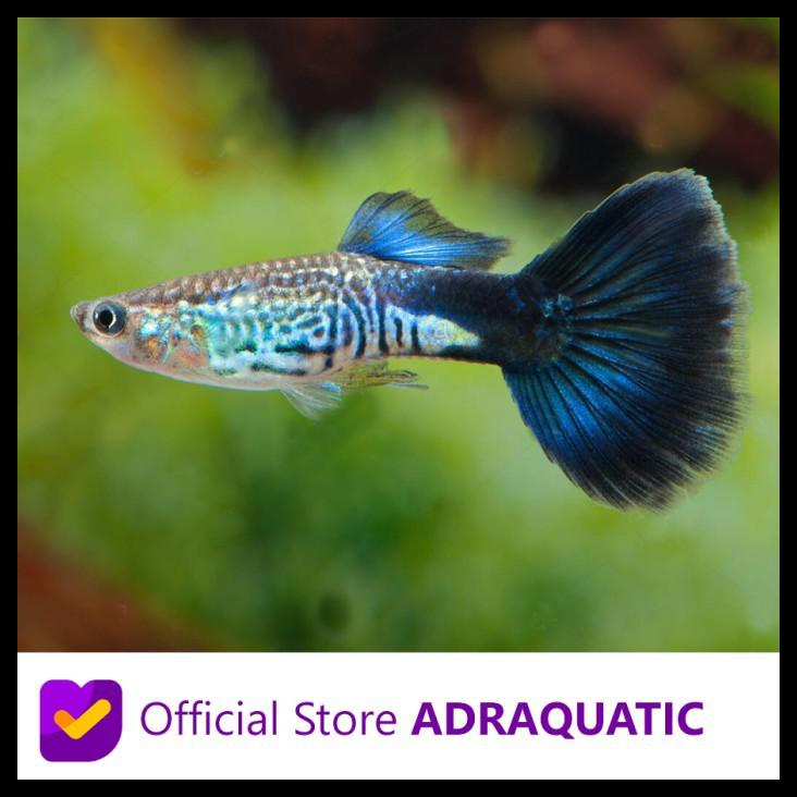 Harga Guppy Cobra Blue Terbaru Maret 2022 | Biggo Indonesia