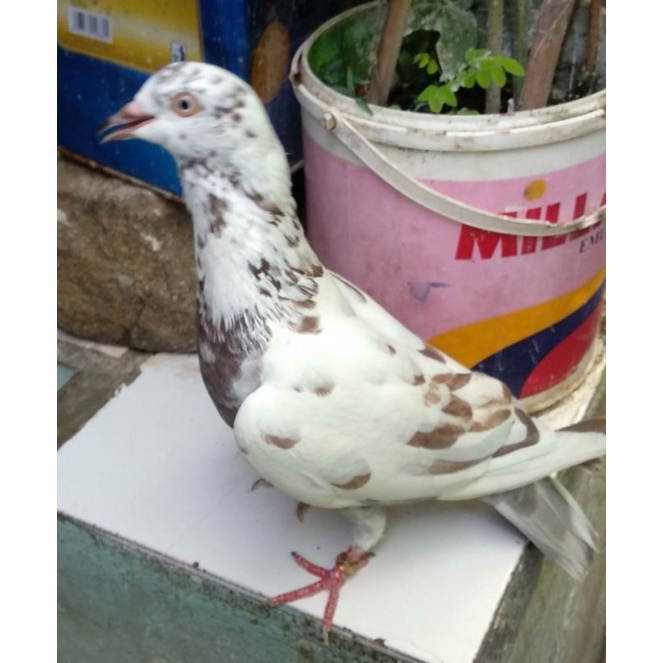 Jual Burung Dara Sepasang / Sepasang Burung Merpati Blorok Madu Size Lndukan | Shopee Indonesia