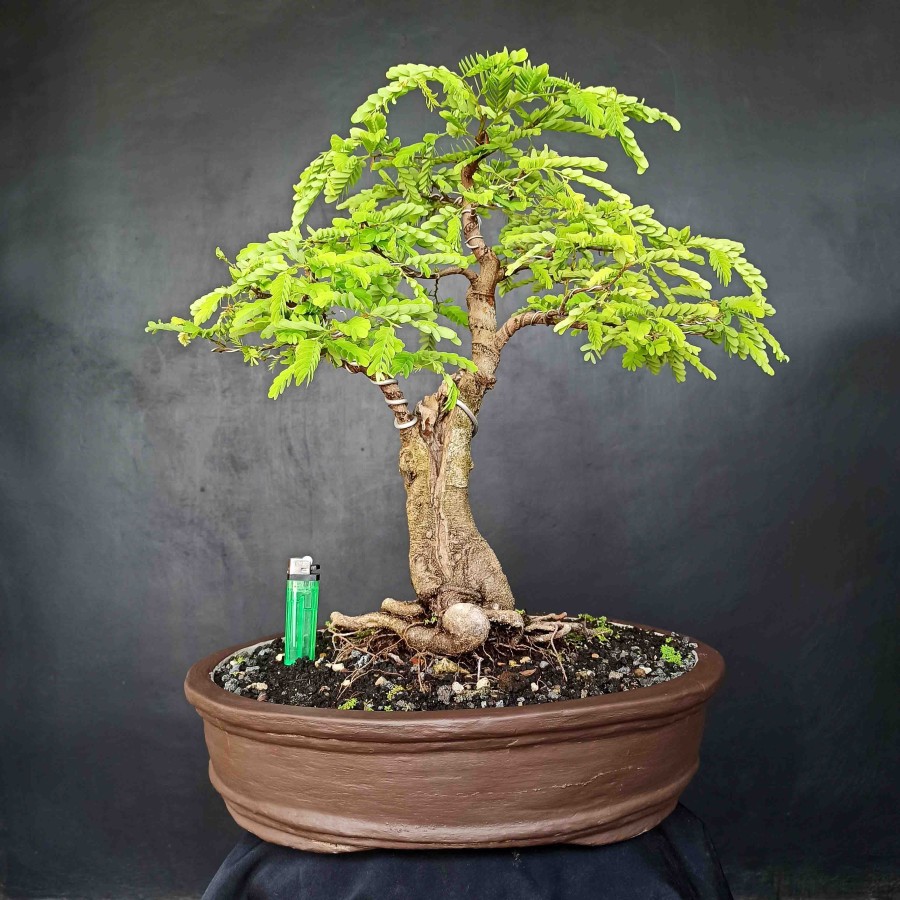 Jual Bonsai Subur Pohon Asem Asam Jawa Gaya Natural Prospek Kontes Langka  Indonesia|Shopee Indonesia