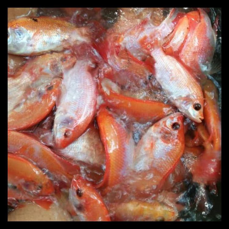Bibit Ikan Nila Jumbo BENIH TOKO
