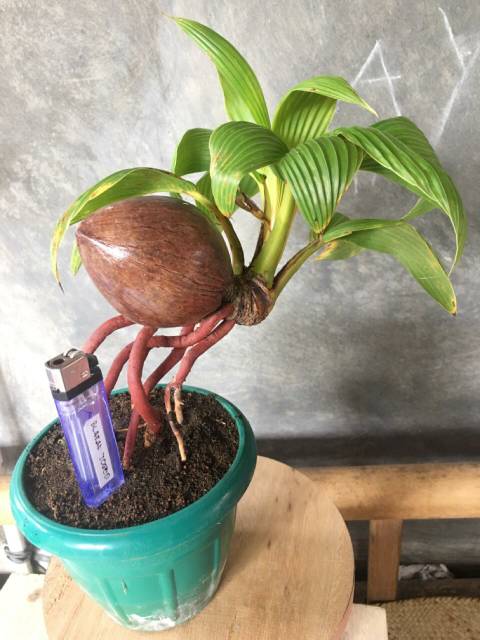 Jual Bonsai Kelapa Mini Sudah Jadi - Kelapa Nungging - Bonsai Kelapa Murah  - Hiasan Bonsai Indonesia|Shopee Indonesia
