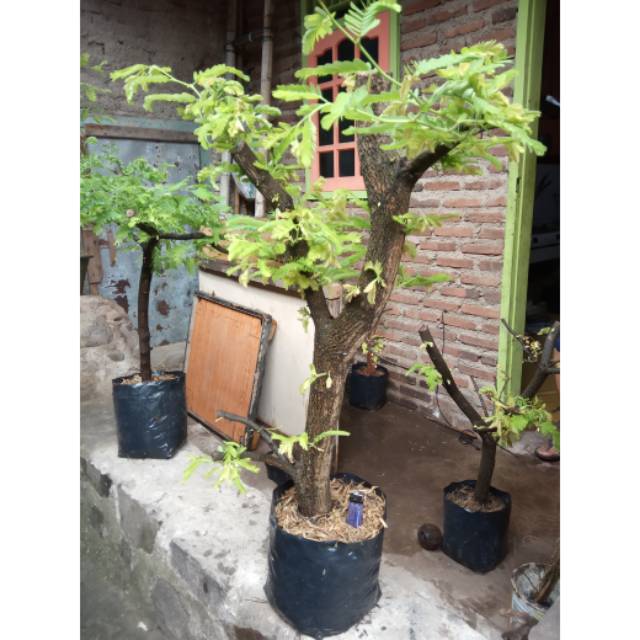 Jual Bahan Bonsai Asem Jawa Super (Hasil Cangkok) Indonesia|Shopee Indonesia