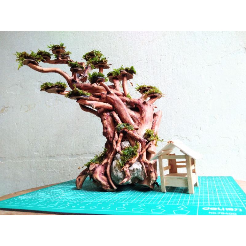Jual Hardscape Bonsai Aquascape Rasamala miring 25 cm Shopee Indonesia