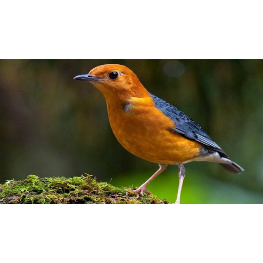 Harga anis merah macetan Terbaru Agt 2024 BigGo Indonesia