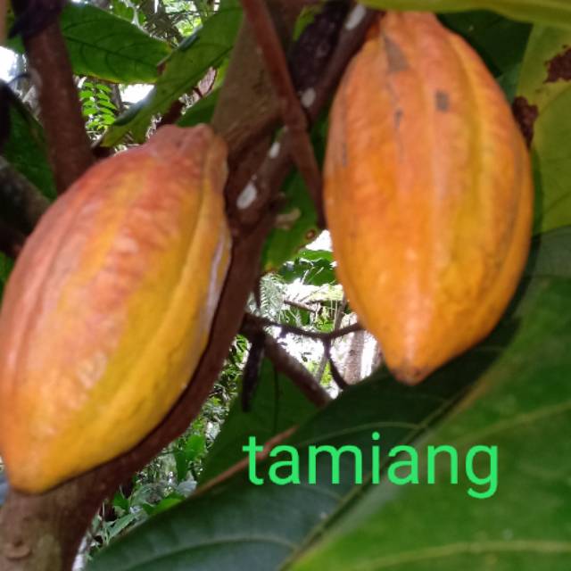 Jual Buah Kakao/Coklat Segar Fresh 1Kg | Shopee Indonesia