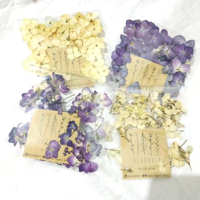 Jual Raw pressed Hydrangea flower Shopee Indonesia
