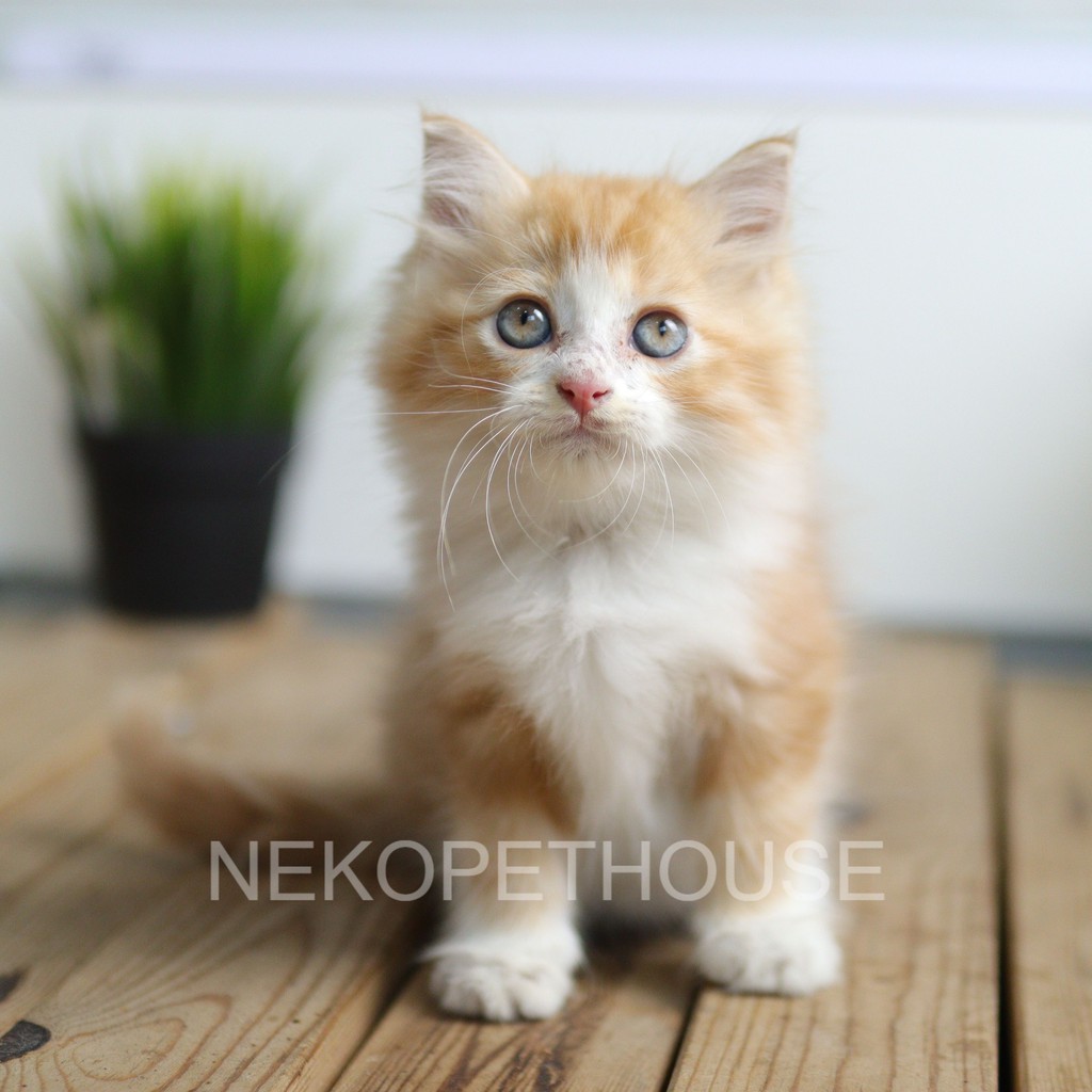 Jual Kucing Kitten Persia Bigbone Oren Lincah 2.5 Bulan Indonesia|Shopee Indonesia