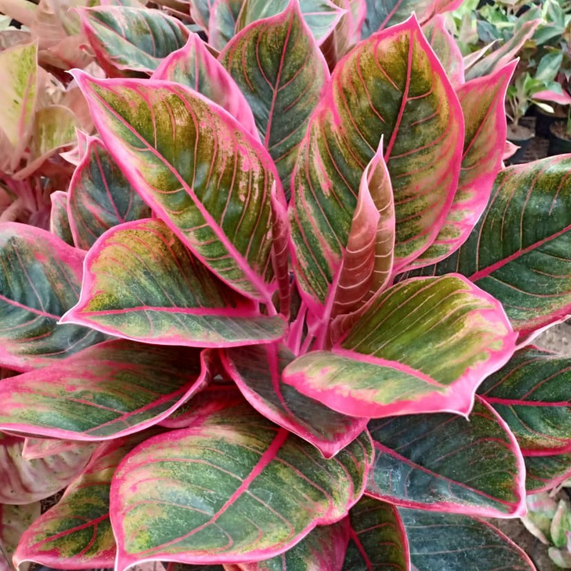 Paling Bagus 16+ Gambar Bunga Aglaonema Terbaru Gambar Bunga HD