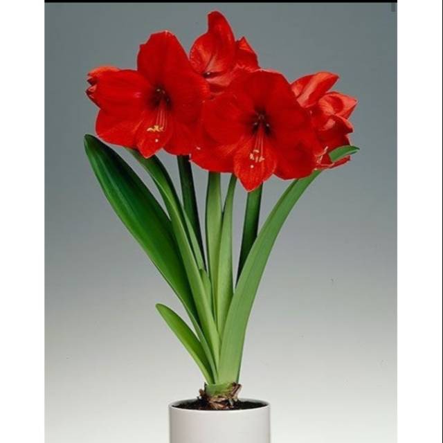 Bibit bunga amarilis merah - amarilis bunga merah - amarilis - bunga  amarilis | Shopee Indonesia