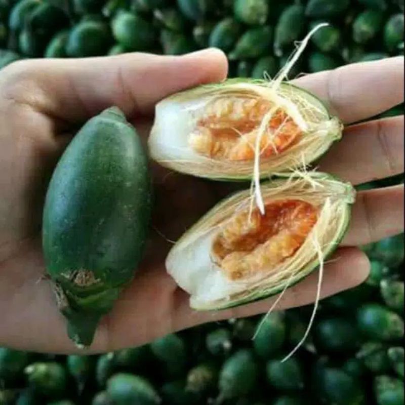 BUAH PINANG MUDA | OBAT KUAT | JAMBE MUDA FRESH 250 Gram | Shopee Indonesia