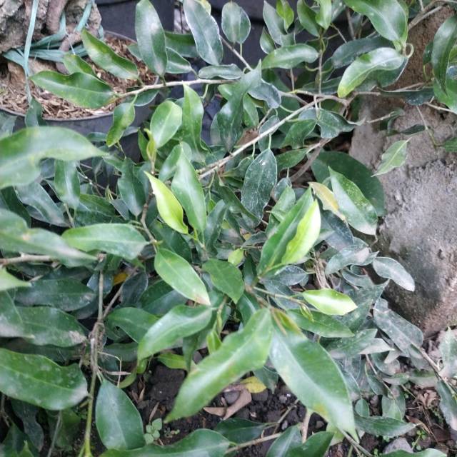 Jual Bahan Bonsai Beringin Arjuna Daun Kecil Impor Langka Indonesia|Shopee  Indonesia