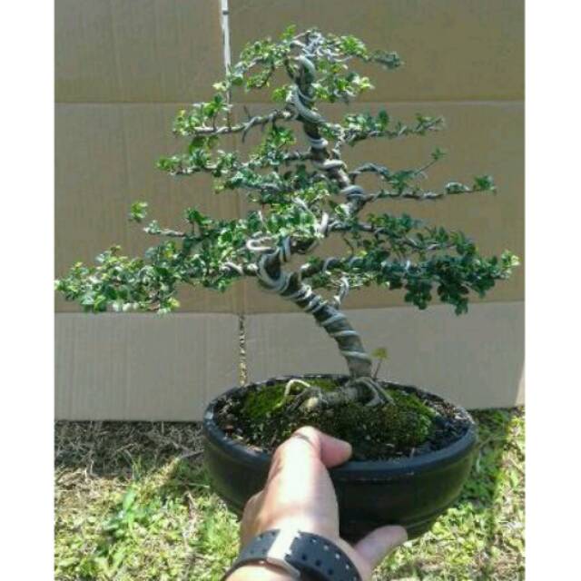 Jual Bonsai Serut Mikro Small Indonesia|Shopee Indonesia