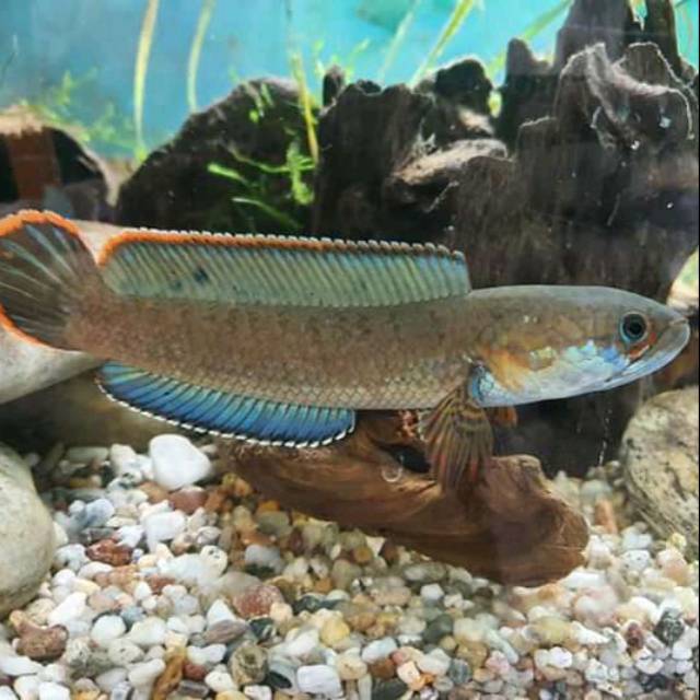 Ikan Channa Jantan Dan Betina, Channa Pulchra Breeding